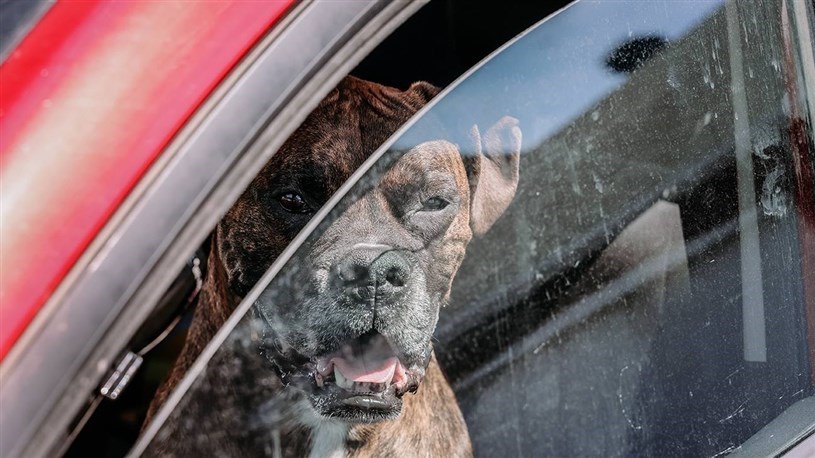 Épisode de chaleur: laissez vos chiens à la maison