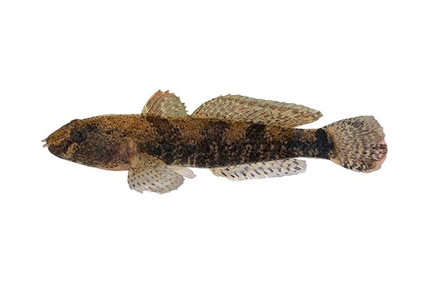 A new invasive species observed in the waters of Lake Saint-François