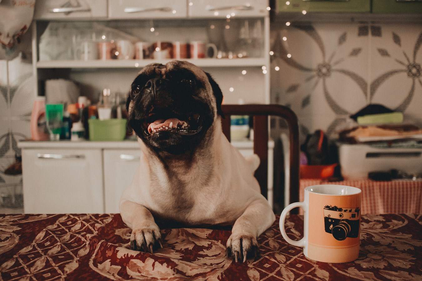 Oui, les chiens devraient être plus facilement admis dans les commerces