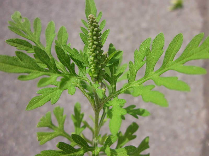 Spreading ecological herbicide to control ragweed
