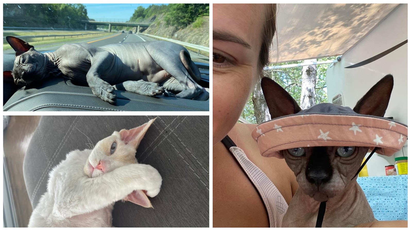 Gallery 2: Your pets on vacation
