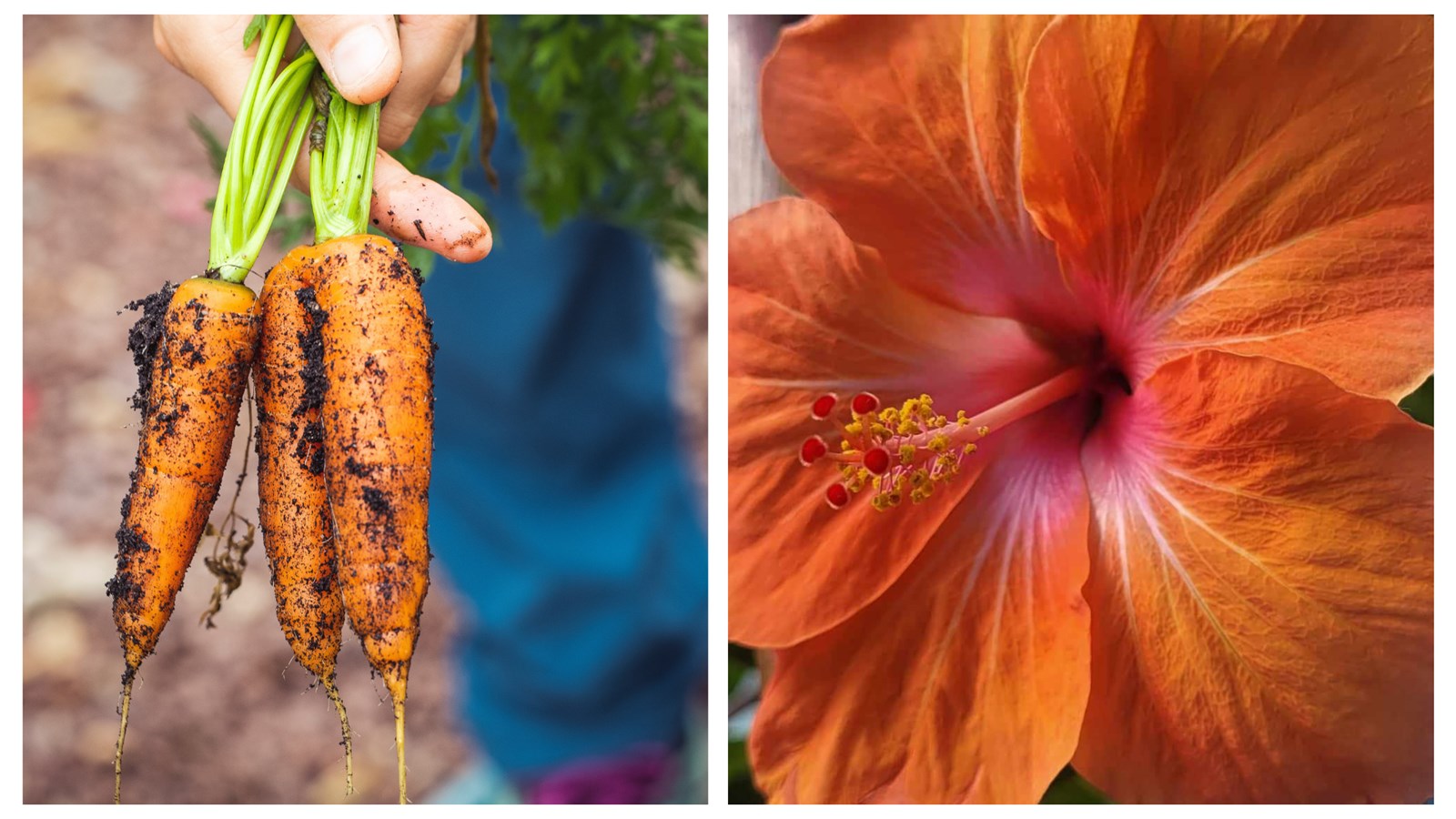 Balancing nature with a vegetable garden and flowers