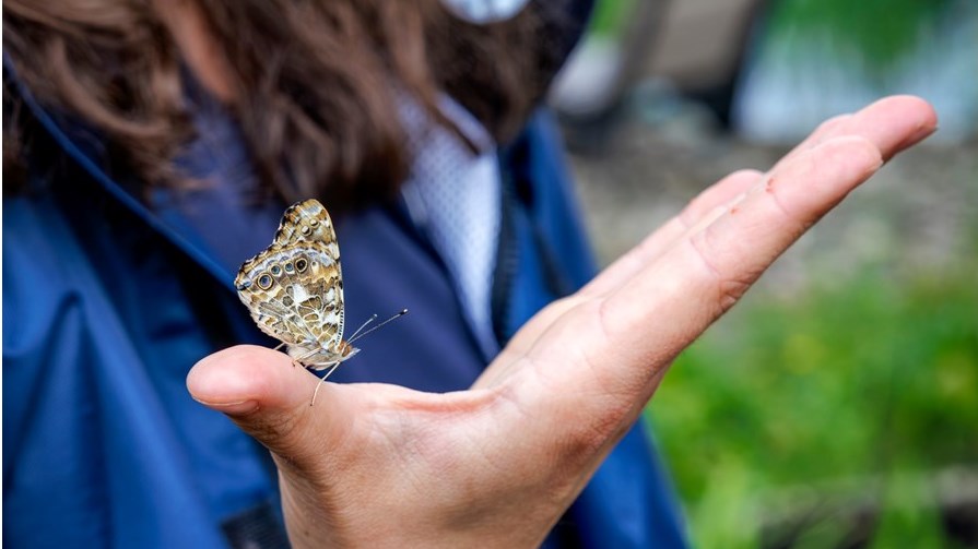 Papillon monarque: courir 4 500 km pour attirer l'attention sur cette espèce menacée