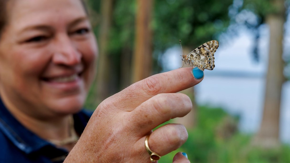 Papillon monarque: courir 4 500 km pour attirer l'attention sur cette espèce menacée