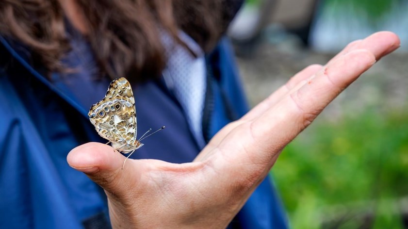 Monarch butterfly: run 4,500 km to draw attention to this endangered species  