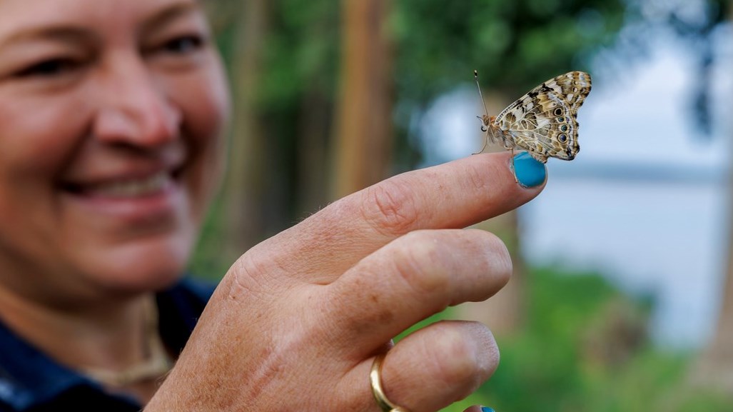 Monarch butterfly: run 4,500 km to draw attention to this endangered species  