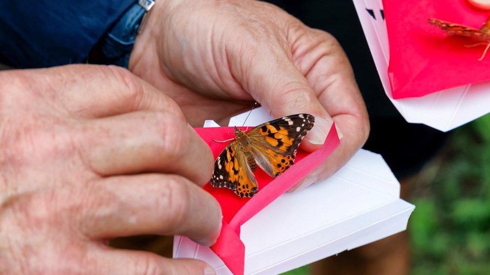 Monarch butterfly: run 4,500 km to draw attention to this endangered species  
