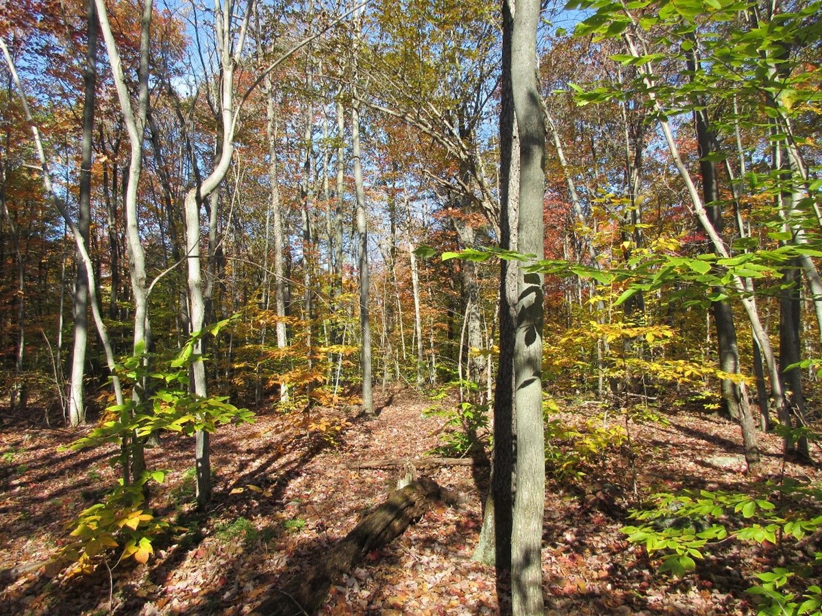 Les milieux naturels protégés à perpétuité au mont Rigaud gagnent 19 hectares