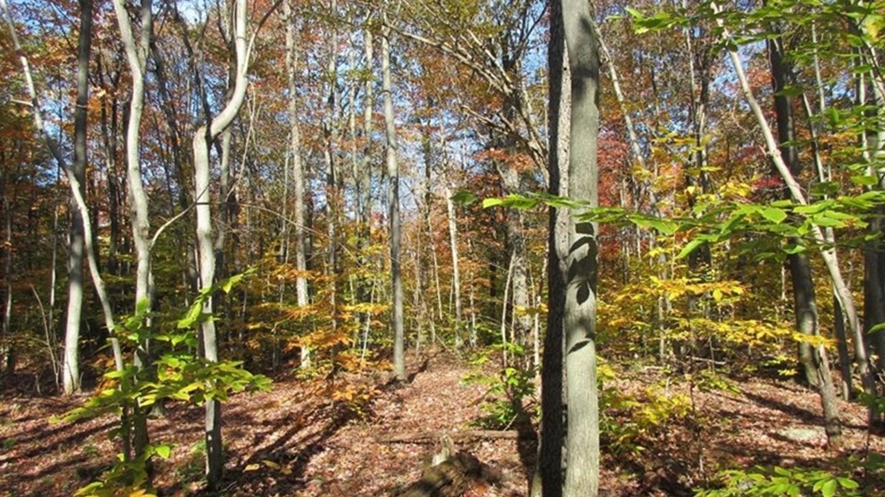 Les milieux naturels protégés à perpétuité au mont Rigaud gagnent 19 hectares 