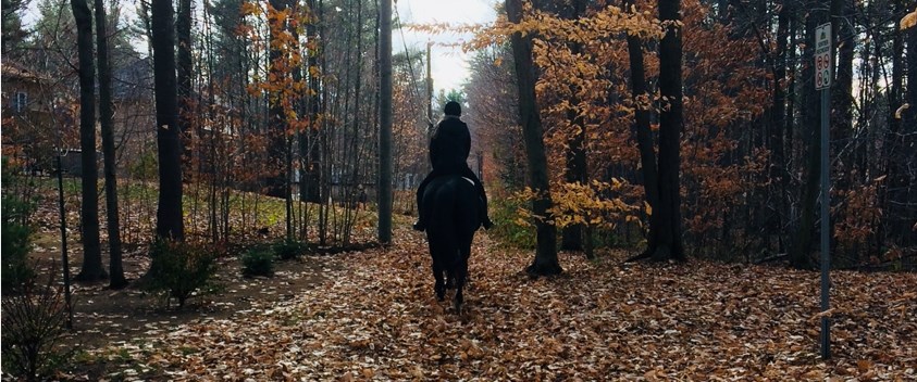 Walk with the horses of Club équestre Les Forestiers