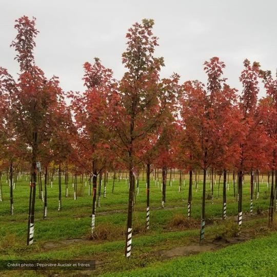 Plantez un arbre à Pincourt jusqu'à la fin de septembre