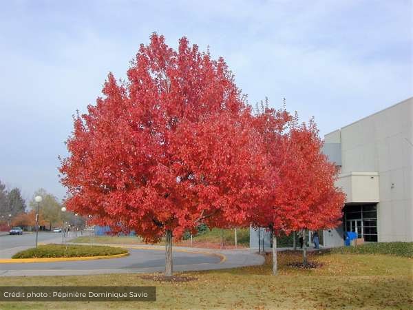 Plant a tree in Pincourt until the end of September