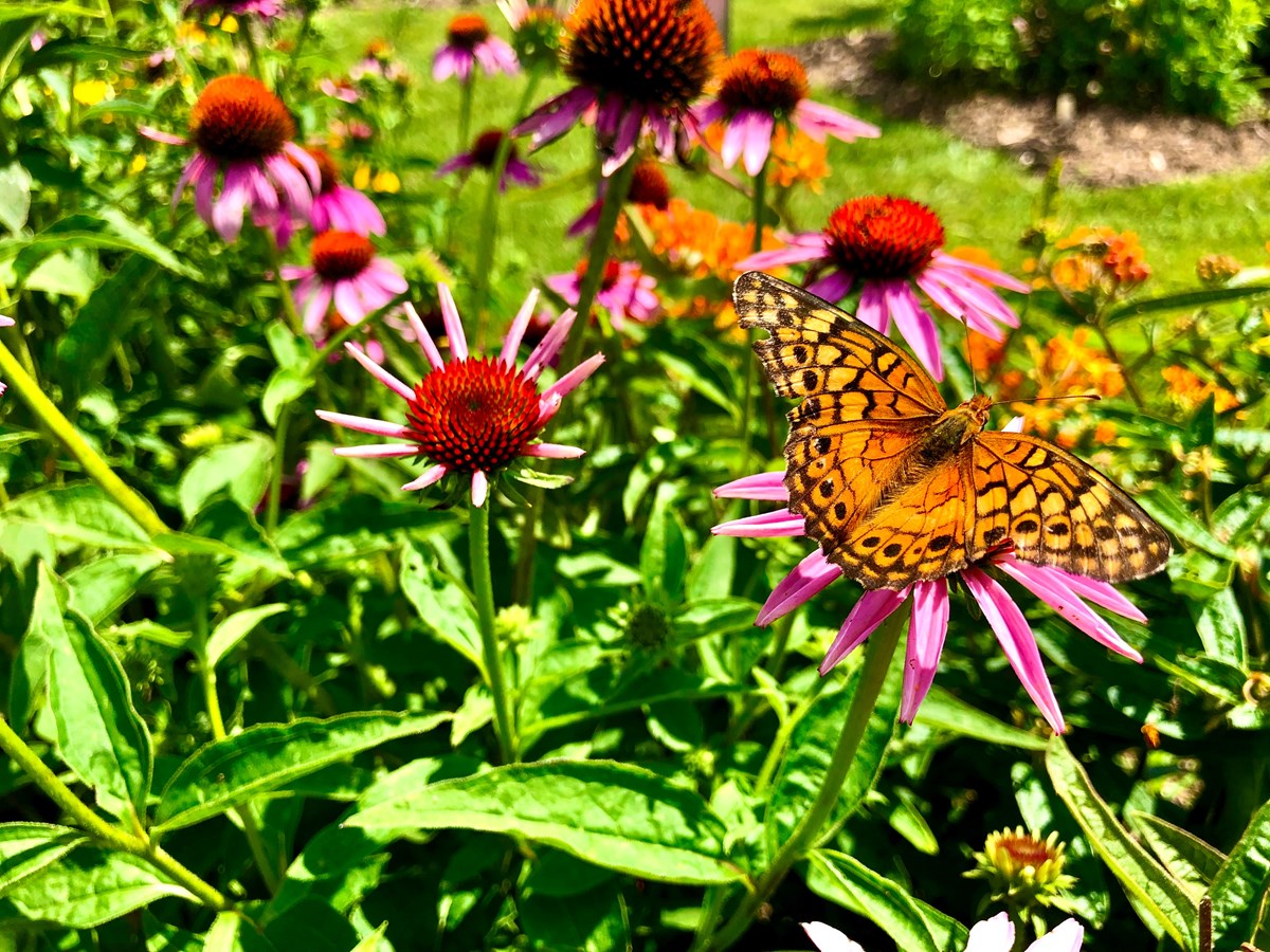 The SHESL partners with the David Suzuki Foundation