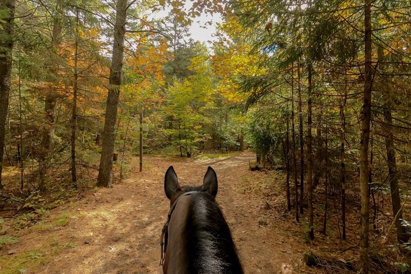Walk along with riders from Club Équestre Les Forestiers this sunday 