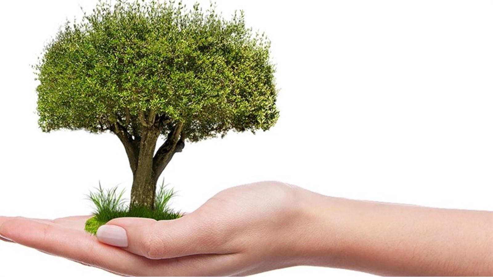 The Town of Hudson to present 100 trees to its residents   