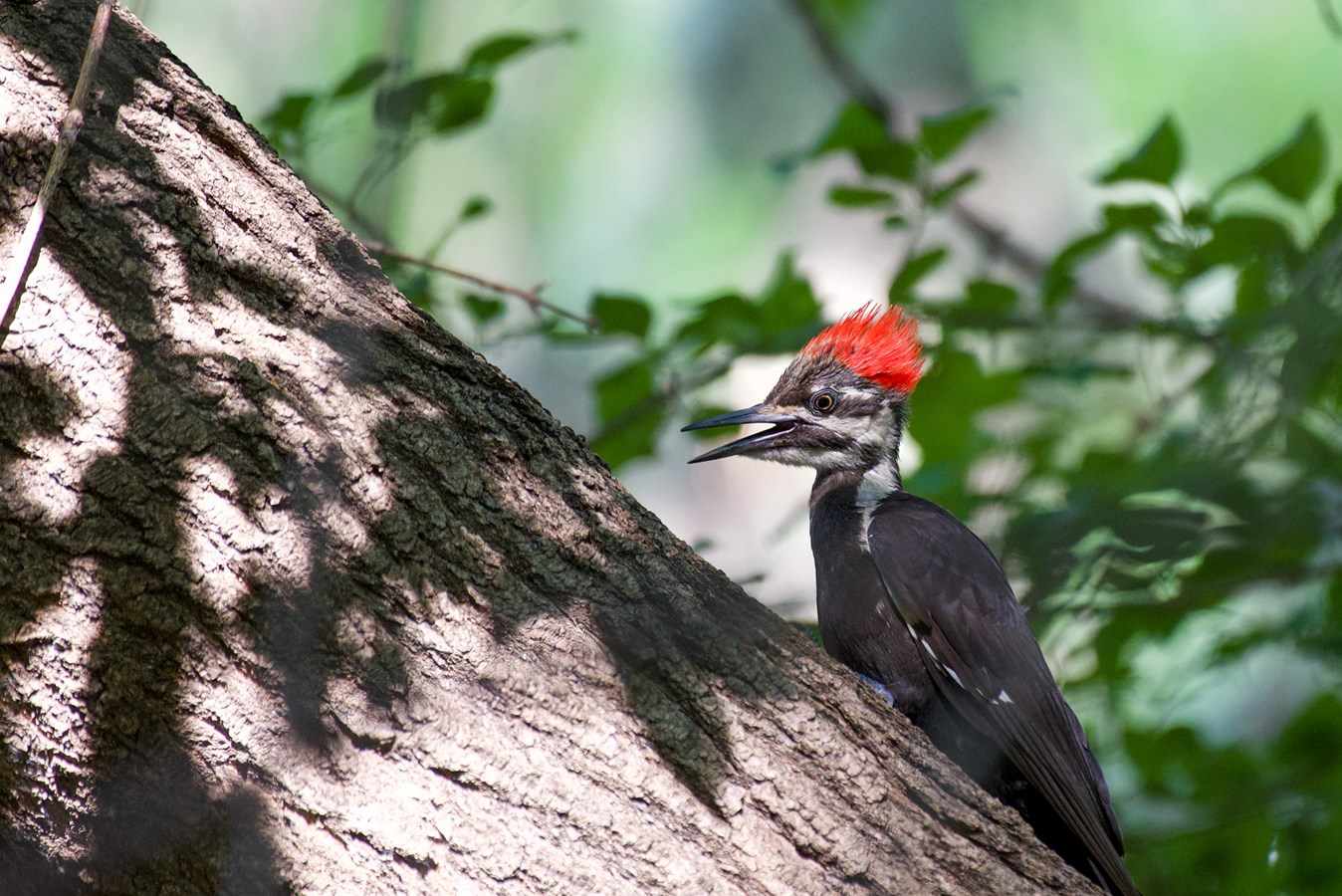 Sainte-Anne-de-Bellevue dévoile son oiseau emblématique