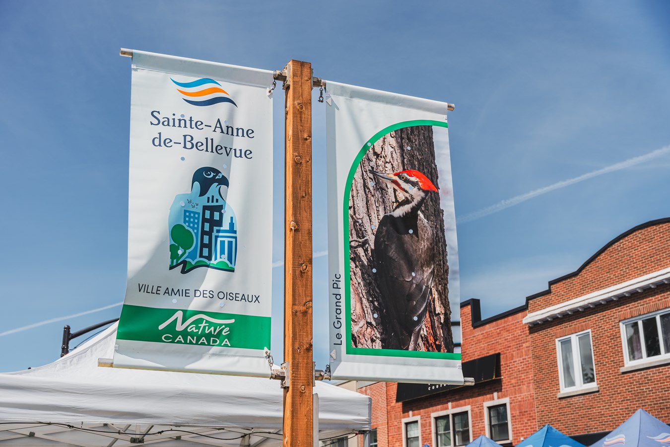 Sainte-Anne-de-Bellevue unveils its emblematic bird