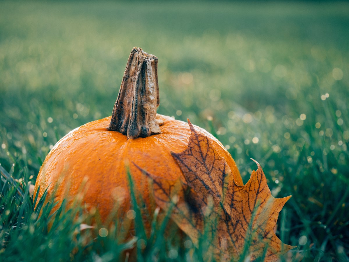 Halloween fun at Harwood Nature Park