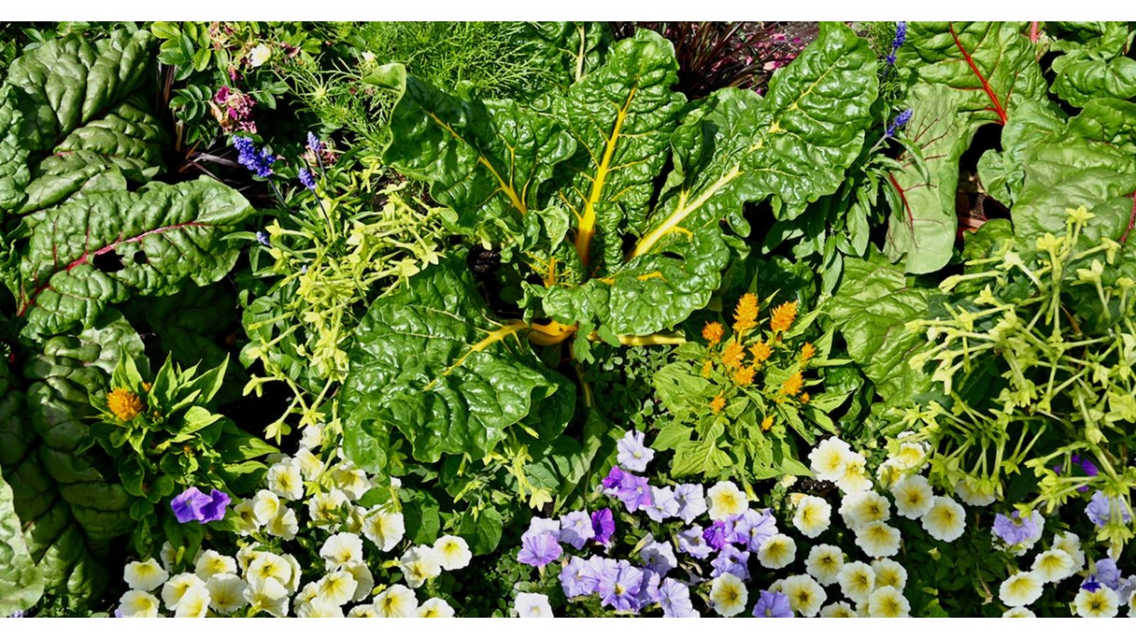 Saint-Lazare announces the winners of its first ecological landscaping contest  