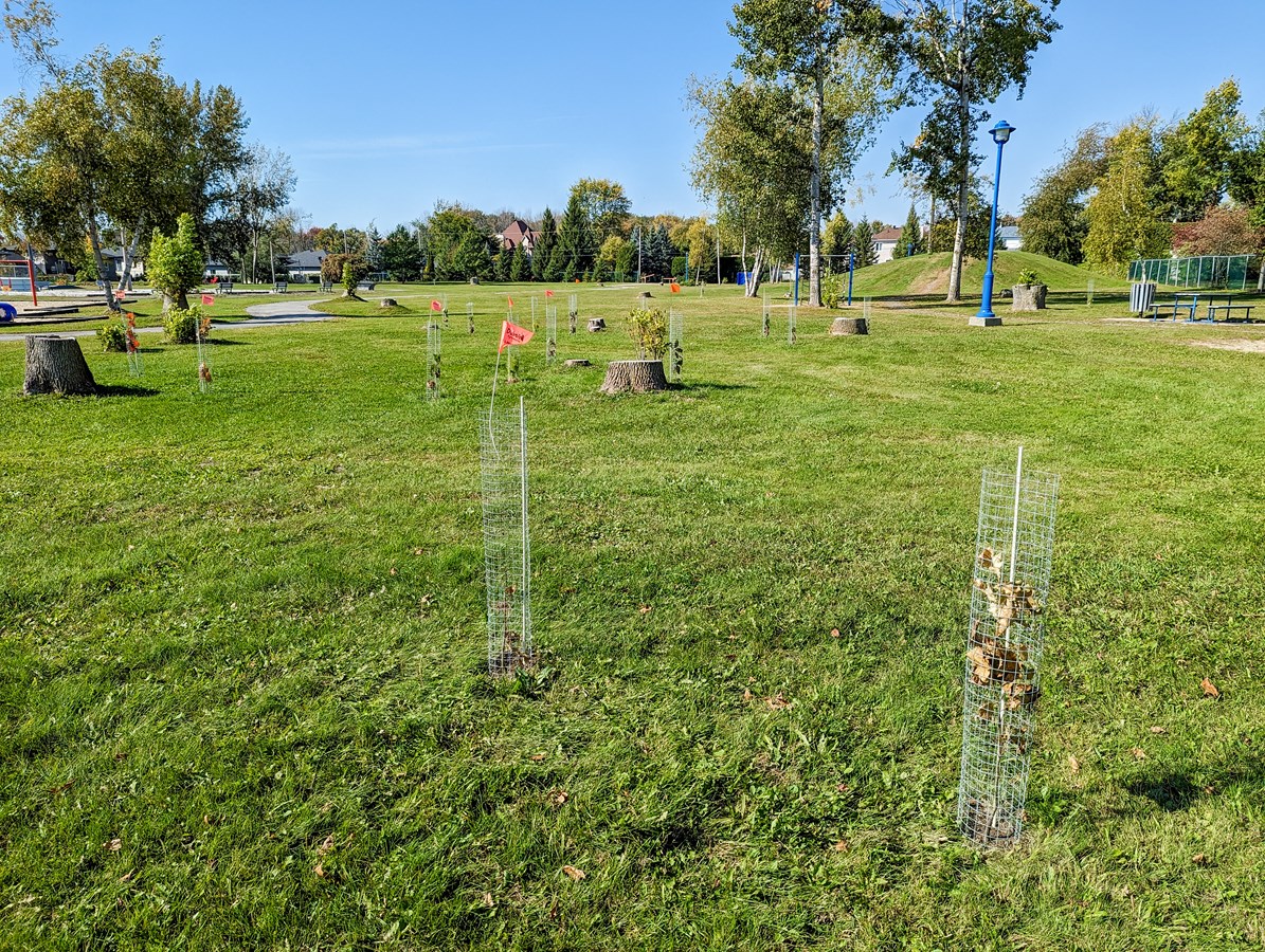 La Municipalité des Coteaux se dote d’un plan de reboisement