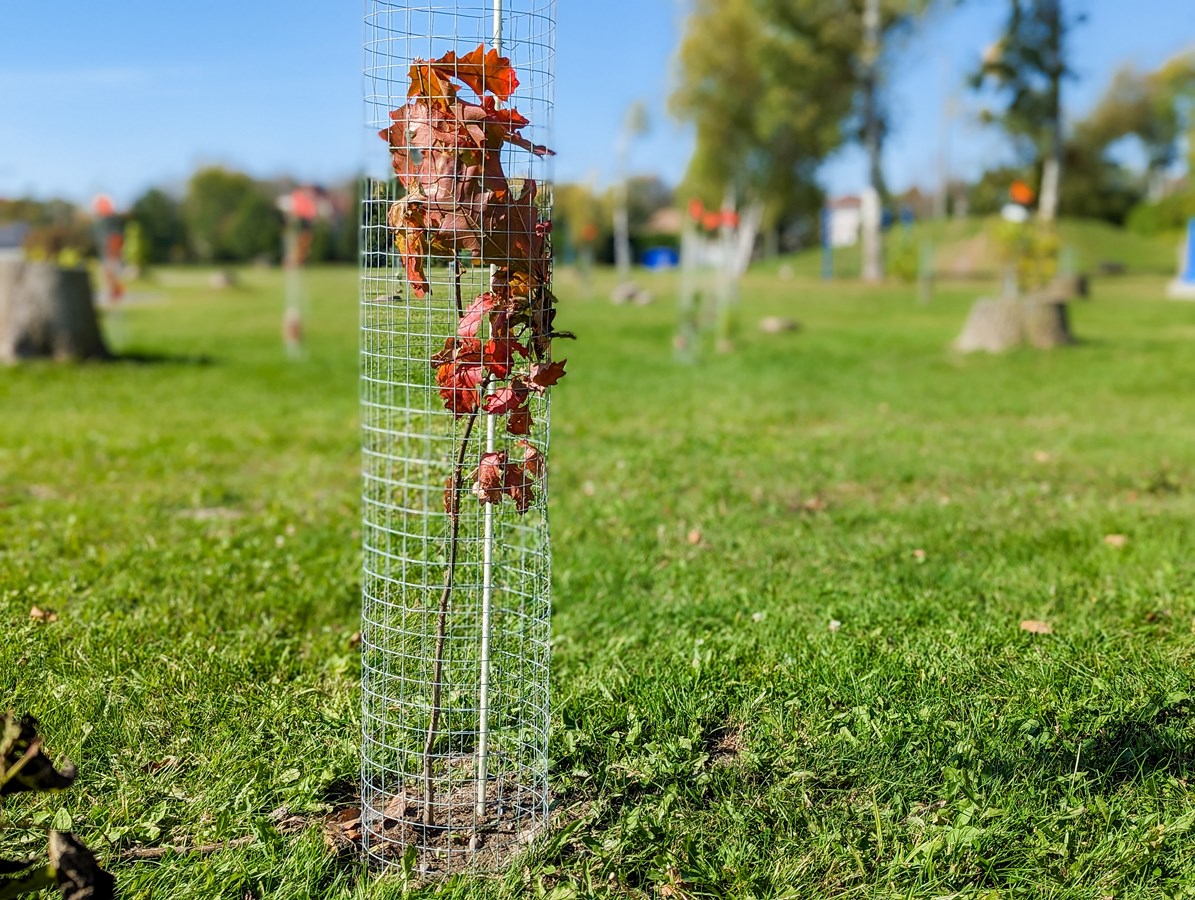 La Municipalité des Coteaux se dote d’un plan de reboisement