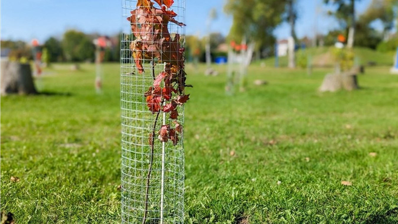  The Municipality of Les Coteaux adopts a reforestation plan 