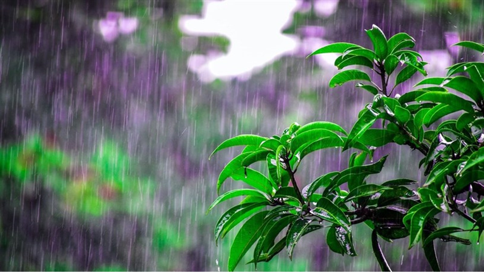 Heavy rain expected this weekend  
