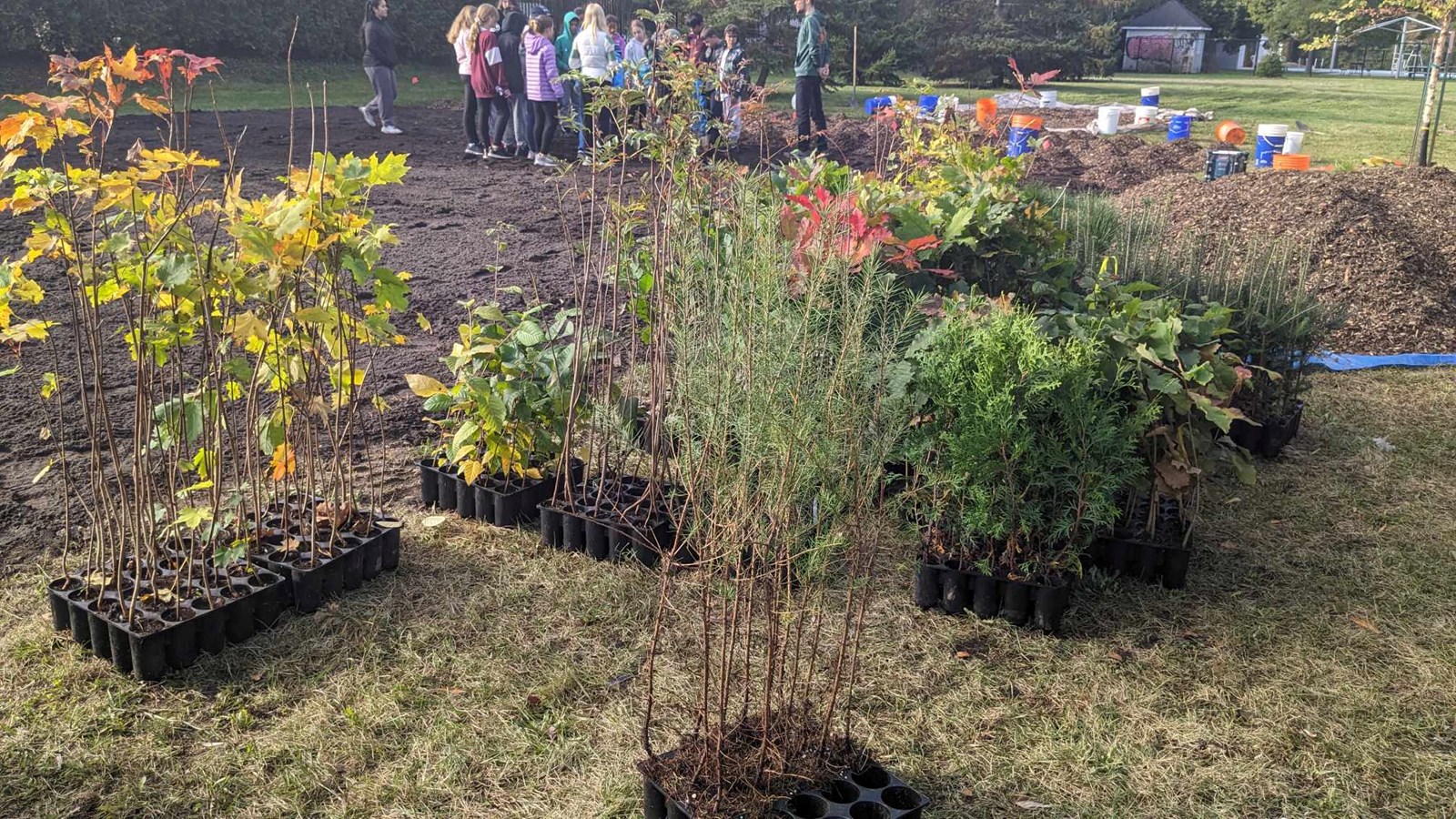 Pincourt plante sa première microforêt de type Miyawaki 