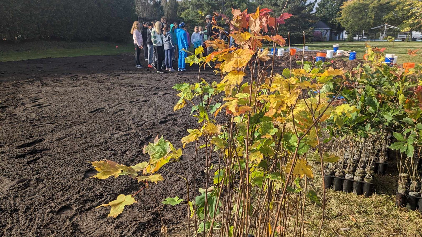 Pincourt plante sa première microforêt de type Miyawaki 