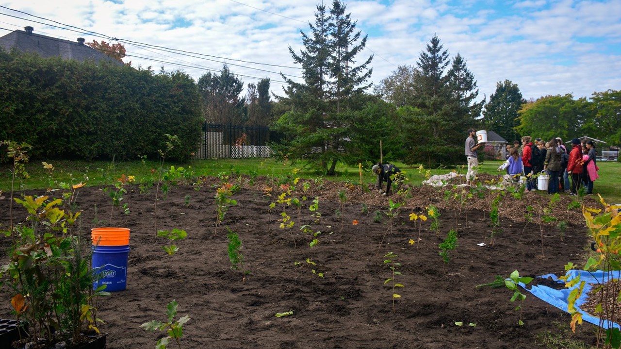  Pincourt plants its first Miyawaki microforest  