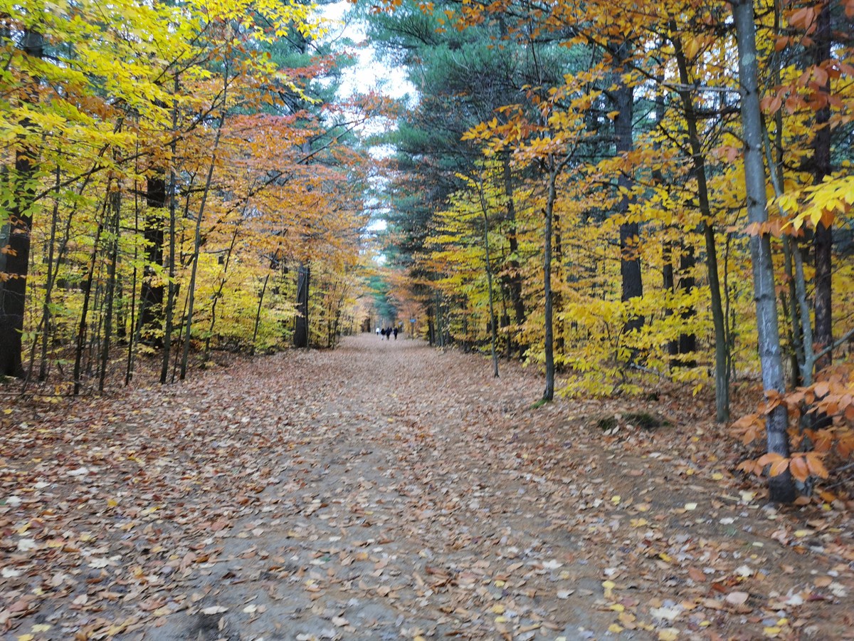 Vaudreuil-Soulangeois have a penchant for autumn colors