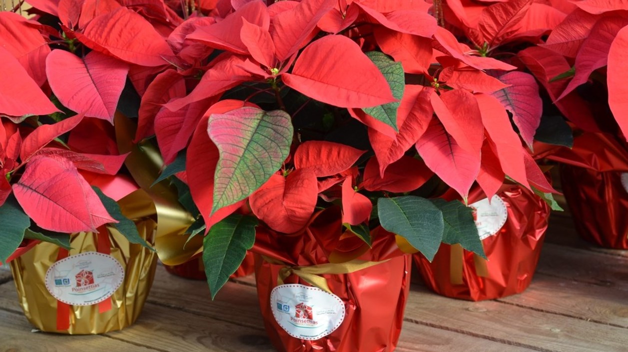 Poinsettias: entrevue vidéo avec les intervenants impliqués dans la campagne de financement