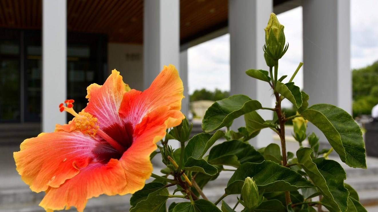 La Ville de Rigaud reçoit 4 fleurons et une mention d'excellence