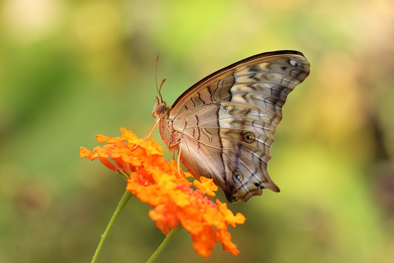 Ville de Saint-Lazare becomes a "Monarch-Friendly City"