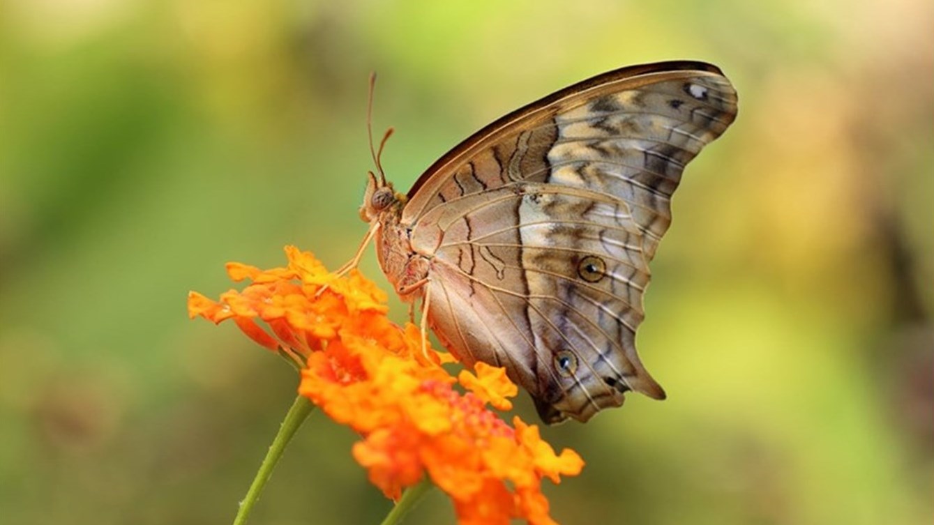 Ville de Saint-Lazare becomes a "Monarch-Friendly City"