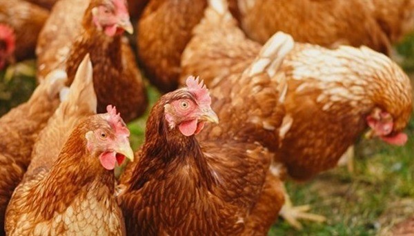 Un méga investissement de 18 M$ à Saint-Télesphore pour des poulaillers