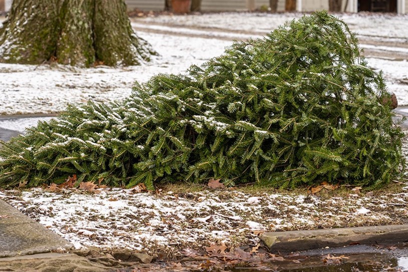 Donnez une seconde vie à votre sapin de Noël