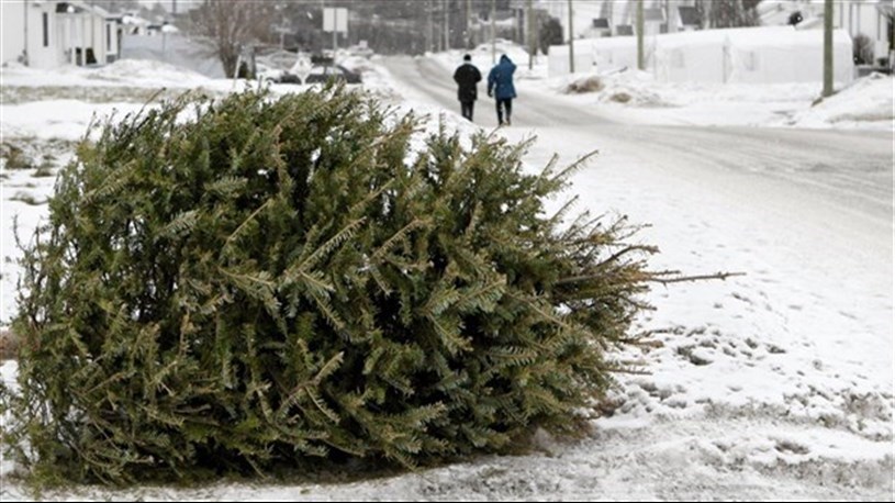 Sept collectes de sapins prévues cette semaine dans Vaudreuil-Soulanges 