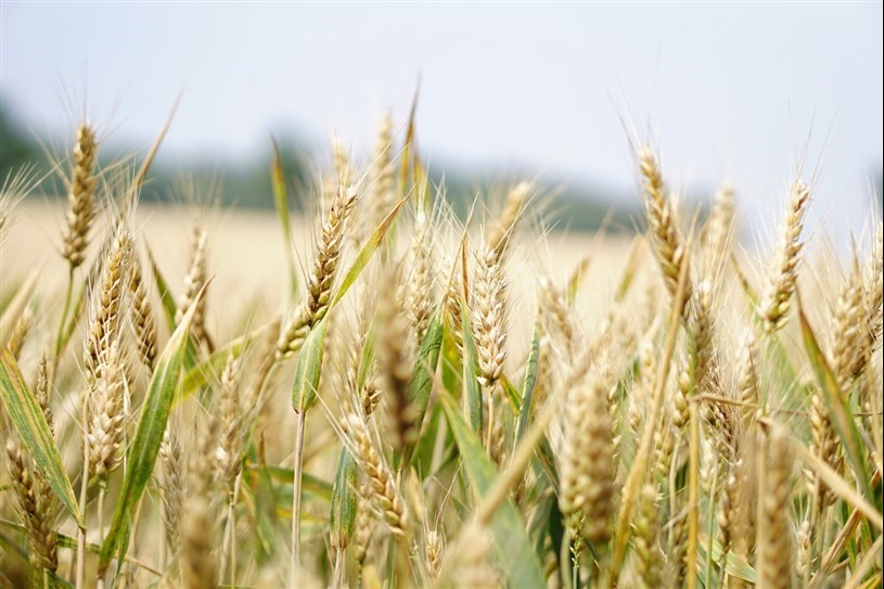 Les Cèdres et NDIP se mobilisent pour la mise en place de mesures de protection de la zone agricole 