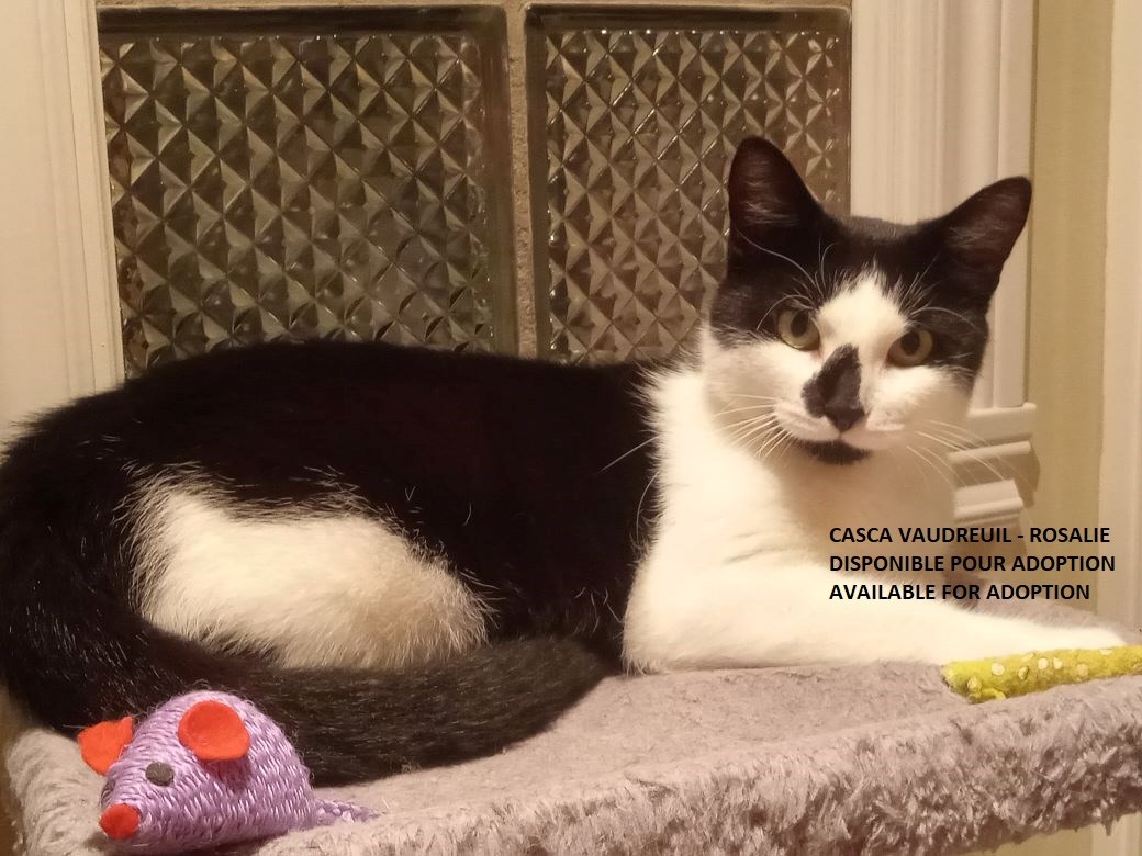 Cat shelters: how to care for stray cats in winter?