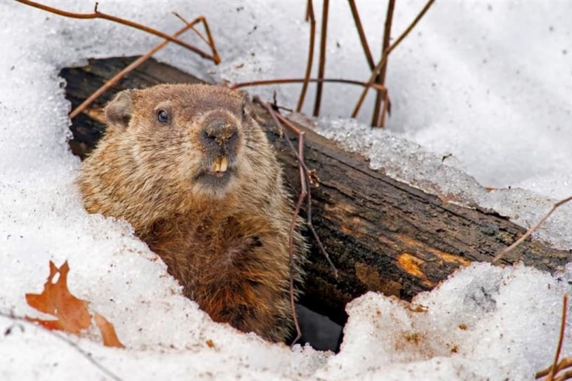 Jour de la marmotte: le printemps est à nos portes