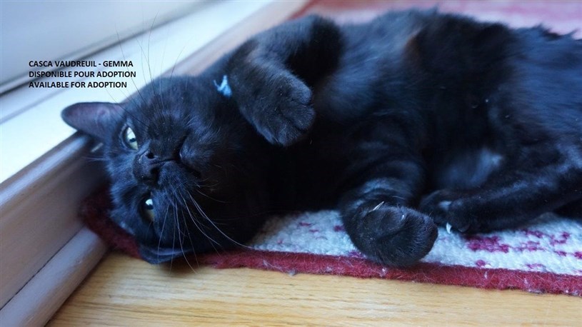 Refuges pour chats : comment prendre soin des chats errants en hiver?