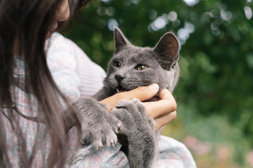 From February 10: declawing of cats and other measures will be prohibited