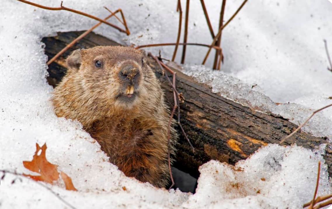 Jour de la marmotte: le printemps est à nos portes