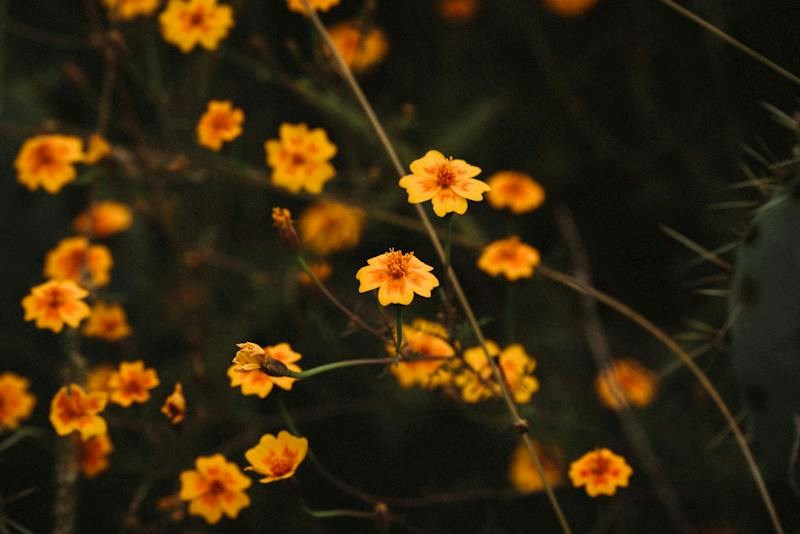 Allez créer un signet à la Biliothèque Marie-Uguay
