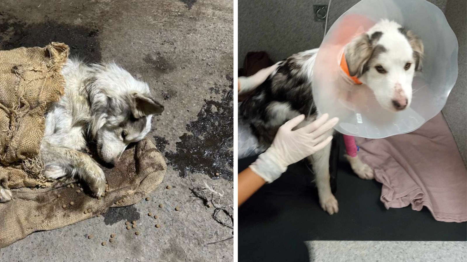 Fort heureusement, River, le chien découvert mal en point par le personnel de la Pépinière Cramer a été pris en charge par le Refuge Magoo de Vaudreuil-Dorion