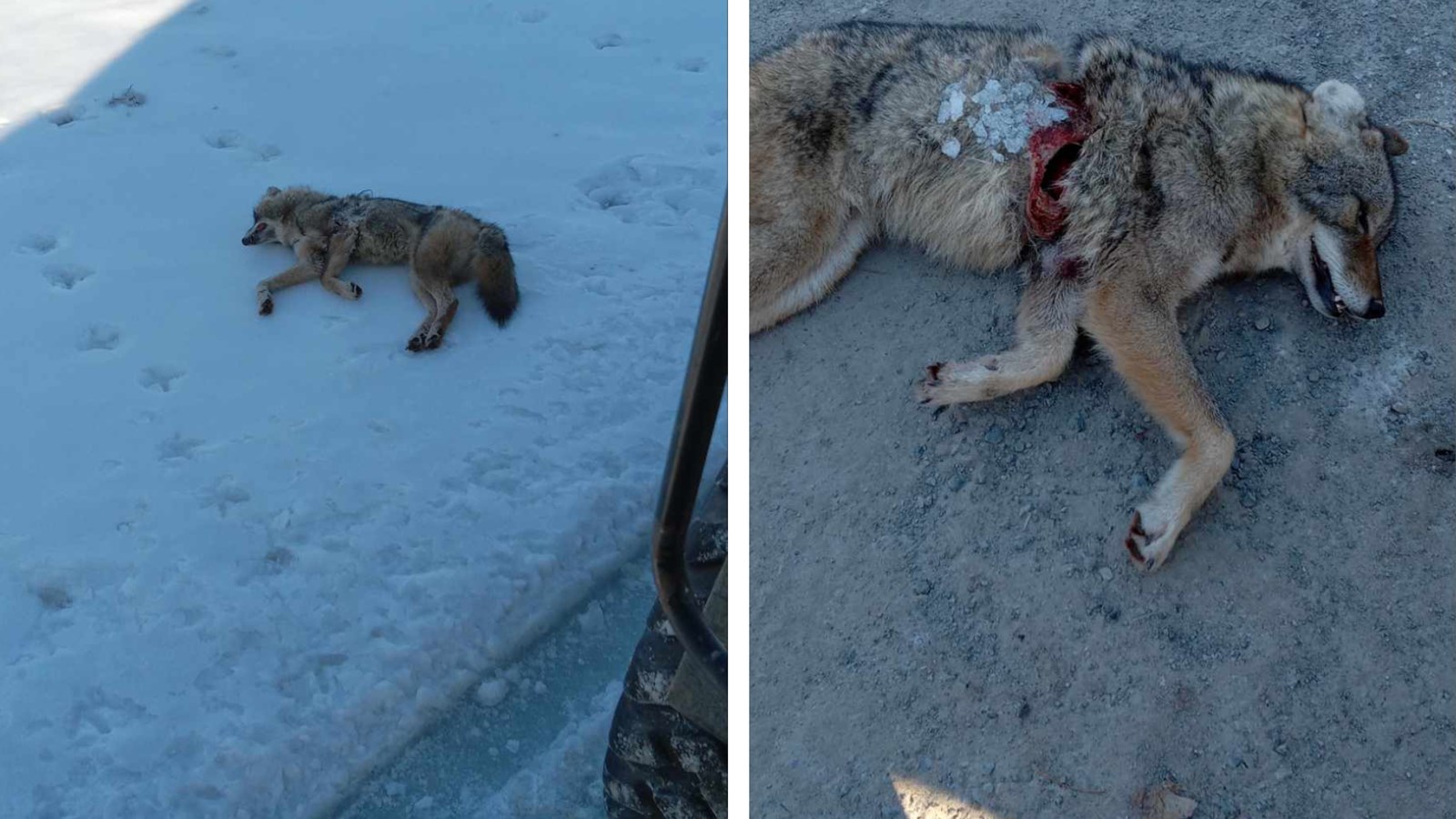 La semaine dernière, un coyote blessé et mort gelé a été découvert sur la propriété de la Pépinière Cramer