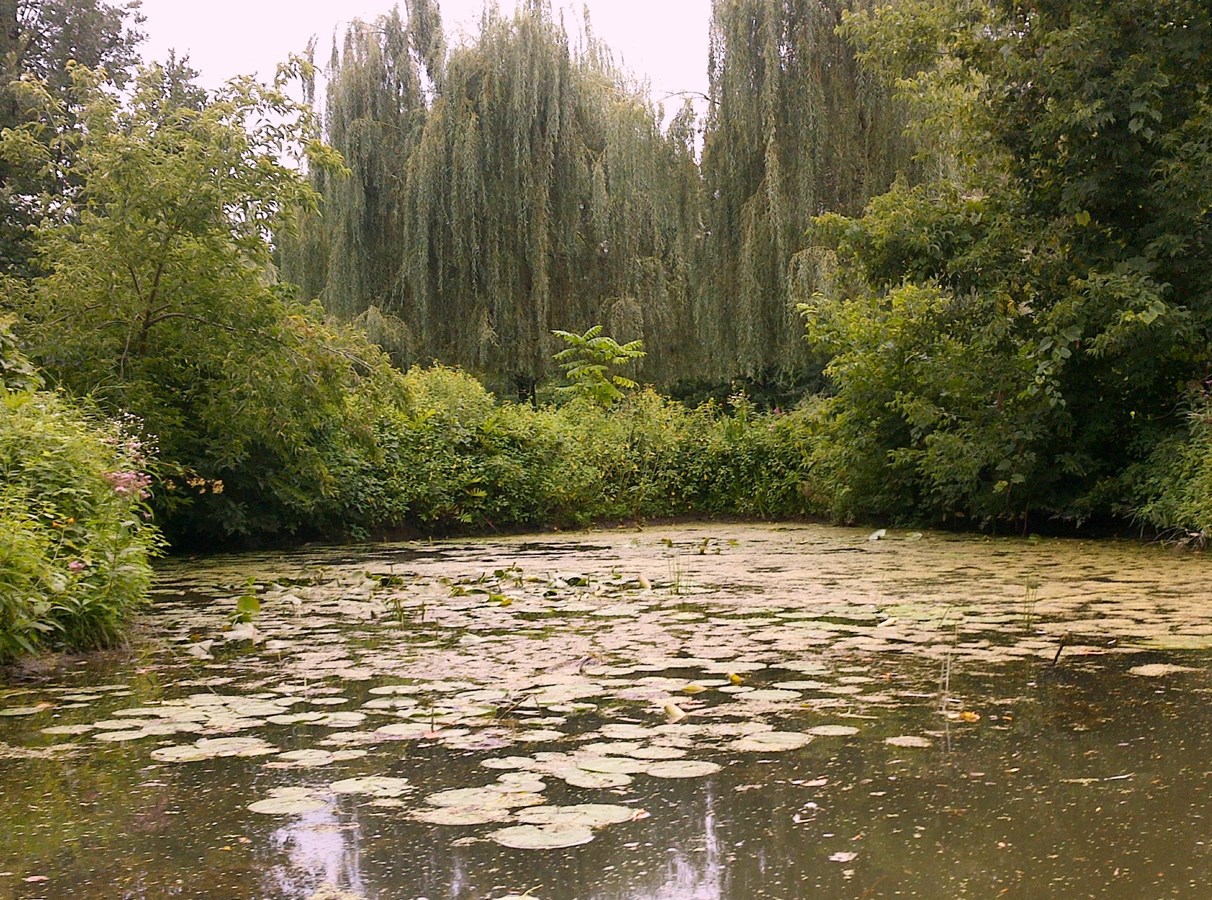 Restoring riparian buffer strips: COBAVER-VS presents its results