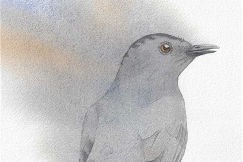 TRACE: La faune ailée au coeur de l'exposition de Jade Cousineau