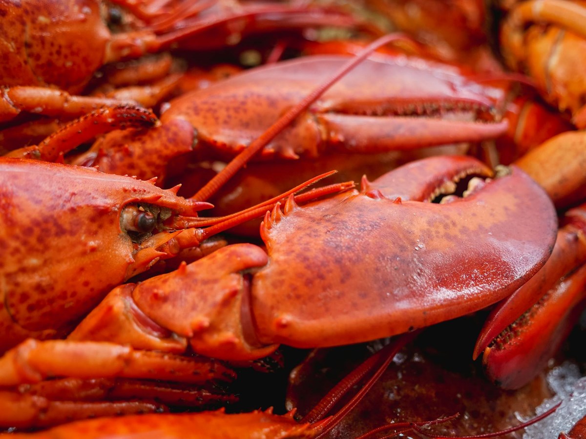 Un souper-bénéfice aux homards pour la Maison de la Famille Vaudreuil-Soulanges